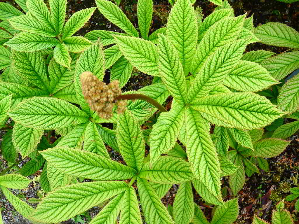 Rodgersia pinnata / Роджерсия перистая