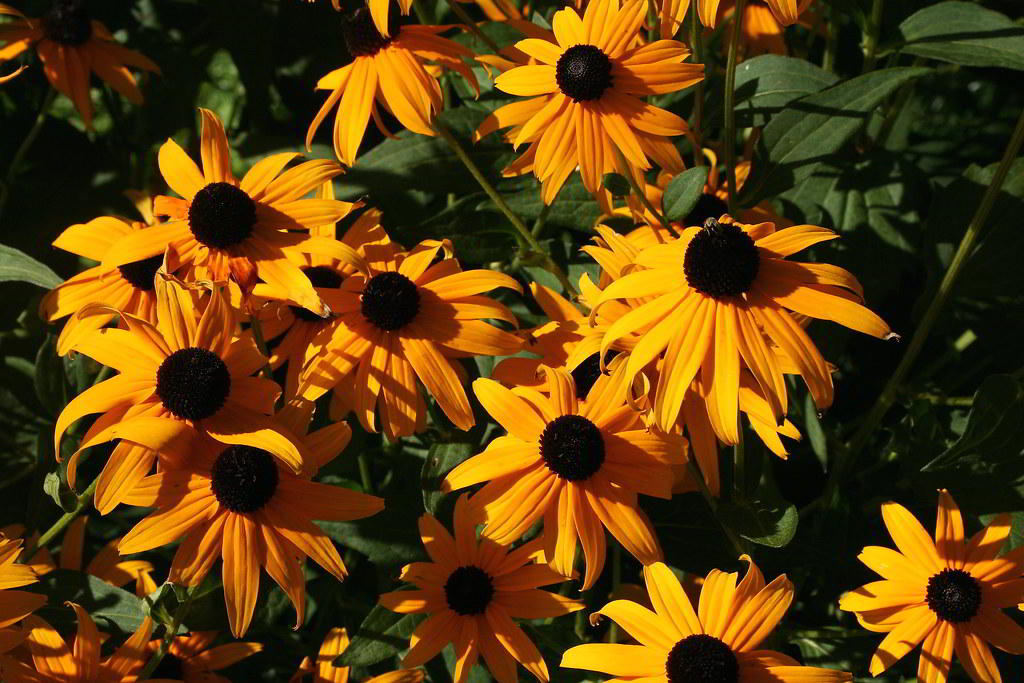 Rudbeckia fulgida var. sullivantii / Рудбекия блестящая, или лучистая