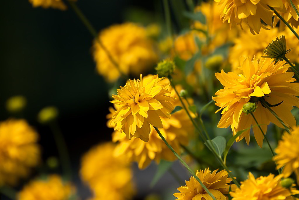 Rudbeckia laciniata var. laciniata / Рудбекия рассечённая