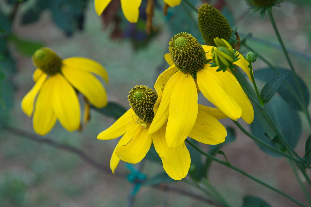 Rudbeckia nitida «Herbstsonne» / Рудбекия глянцевитая «Herbstsonne»