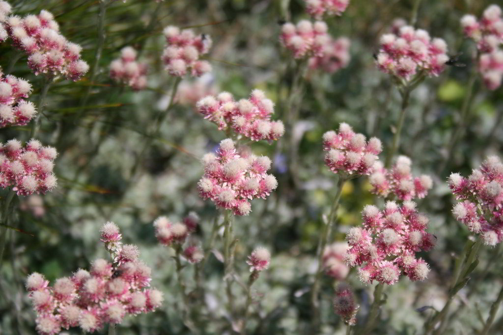 Antennaria dioica var. dioica / Антеннария, кошачья лапка