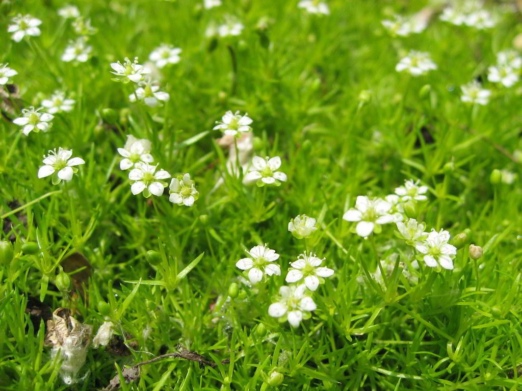 Sagina subulata / Сагина игольчатая