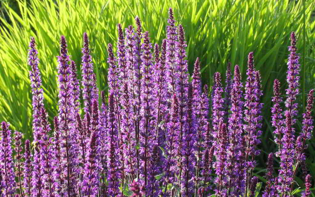 Salvia nemorosa subsp. nemorosa «Blauhugel» / Шалфей дубравный (лесной) «Blauhugel»