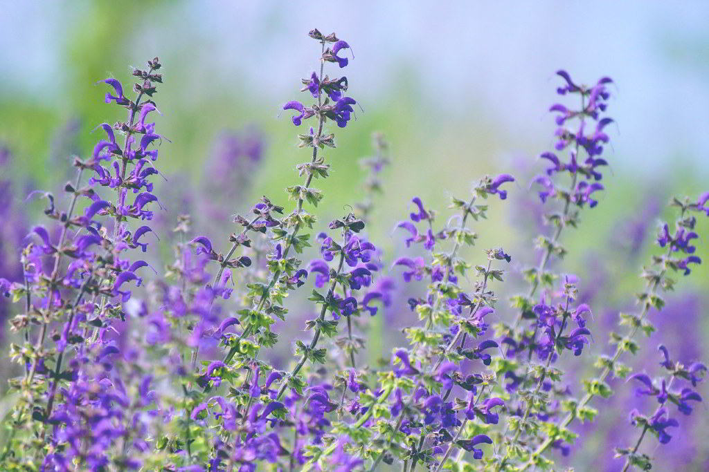 Salvia pratensis / Шалфей луговой