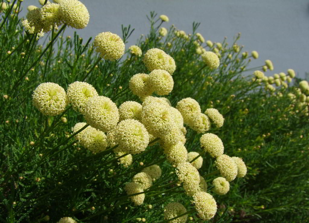 Santolina rosmarinifolia / Сантолина розмаринолистная