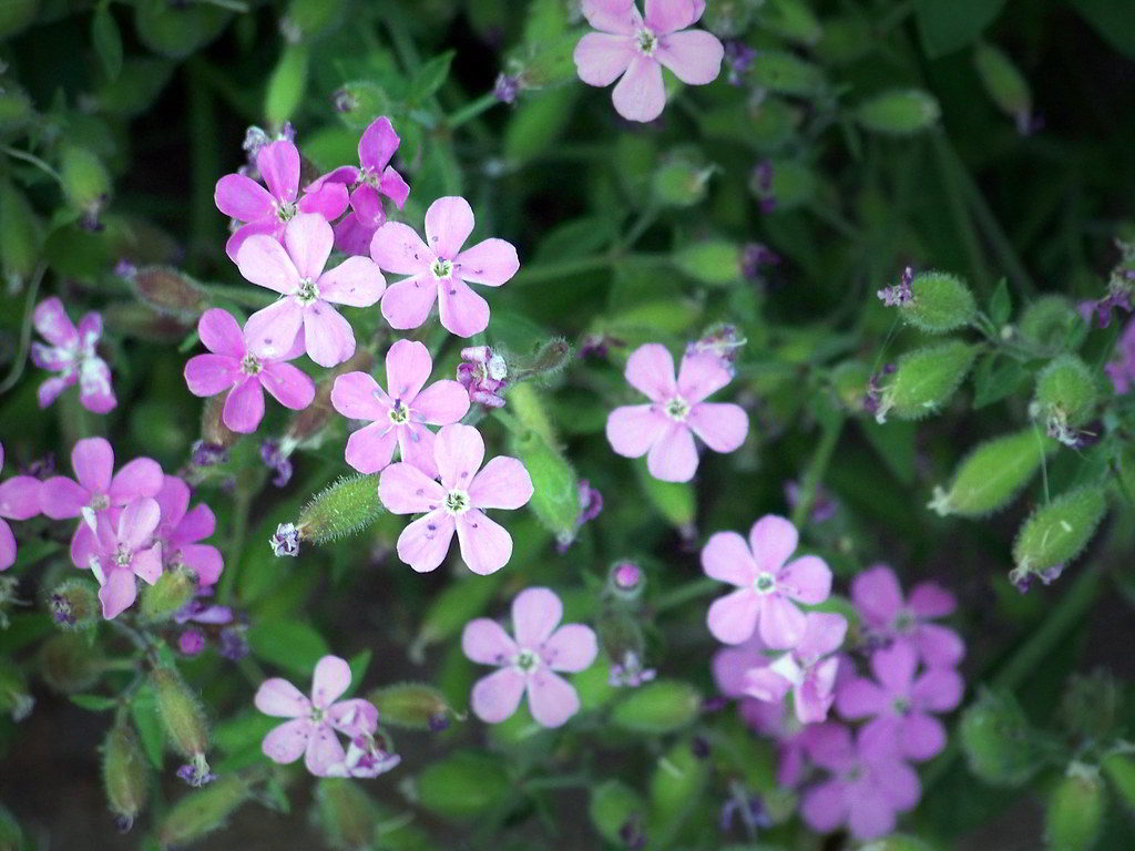 Saponaria ocymoides «Splendens» / Мыльнянка базиликовидная «Splendens»