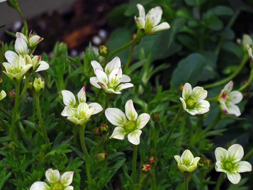 Saxifraga x arendsii / Камнеломка Арендса