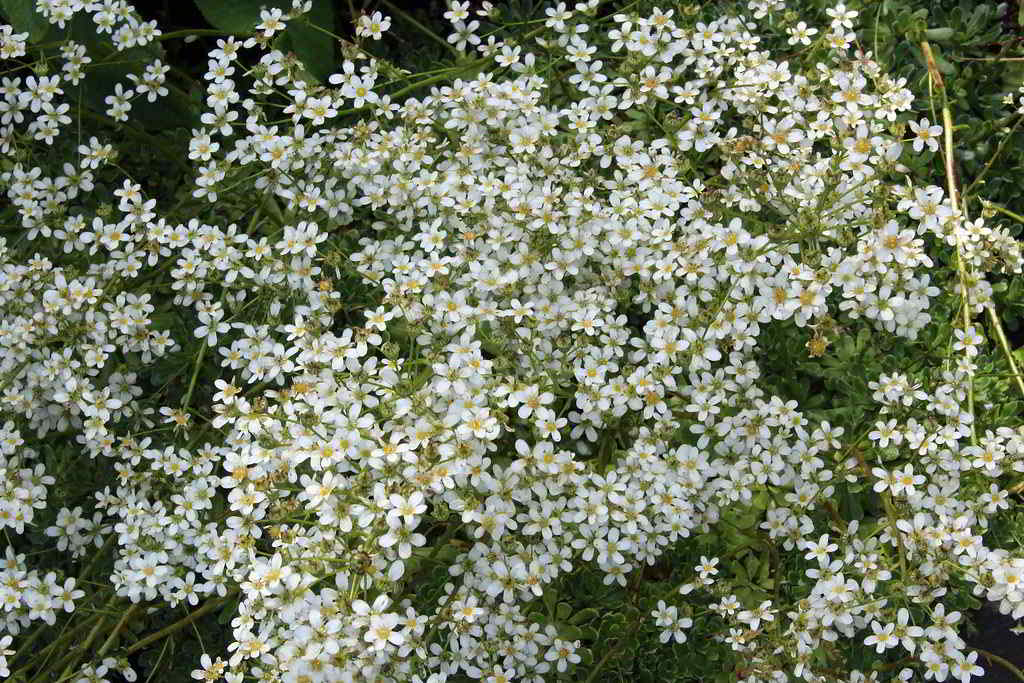 Saxifraga paniculata subsp. paniculata / Камнеломка метельчатая