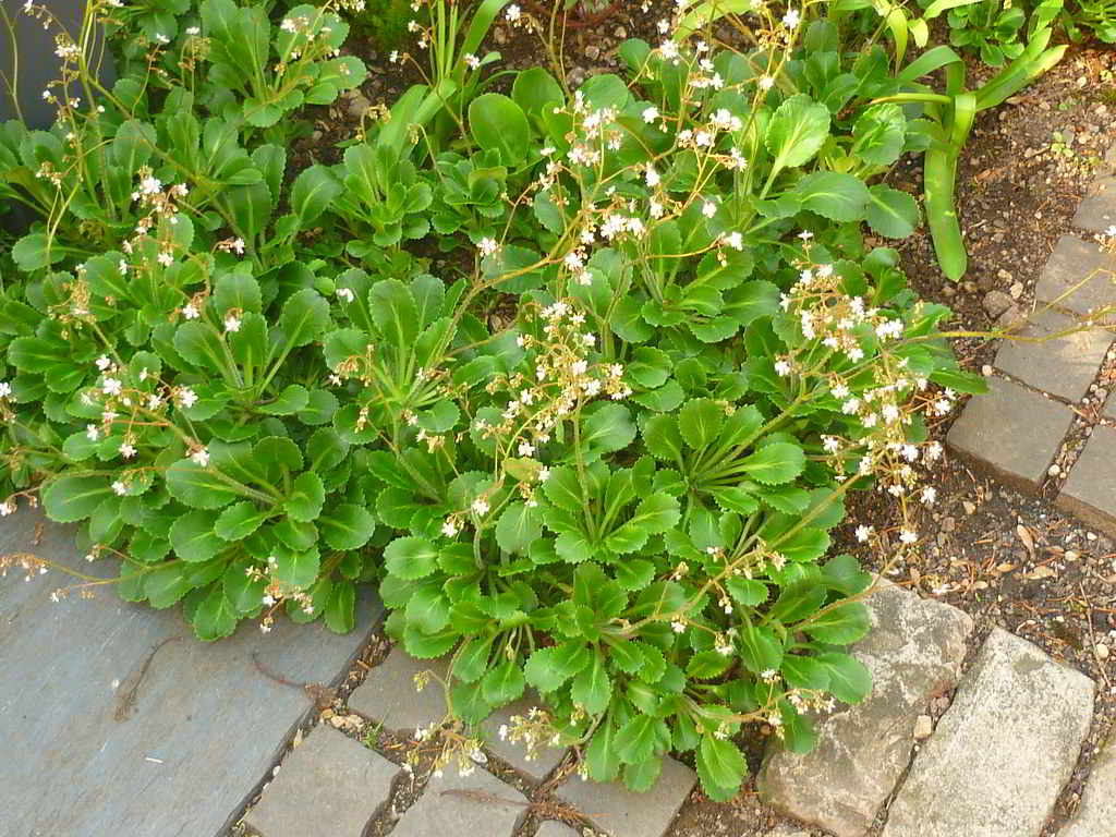 Saxifraga x urbium / Камнеломка тенистая