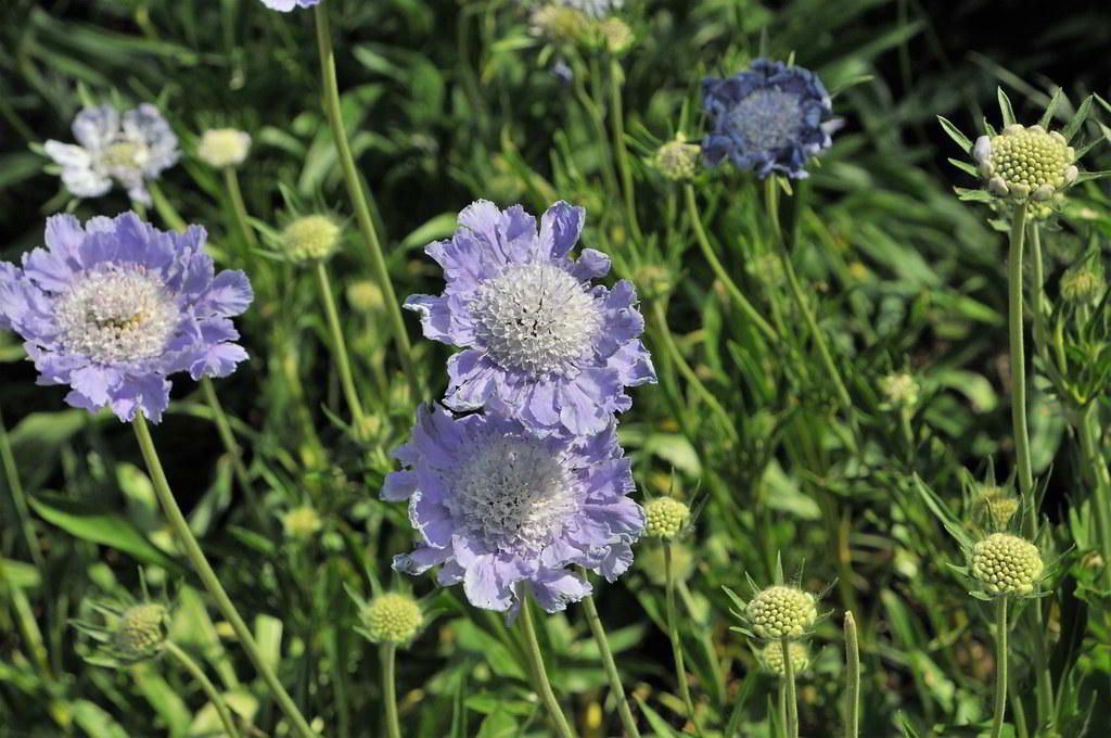 Scabiosa caucasica / Скабиоза кавказская