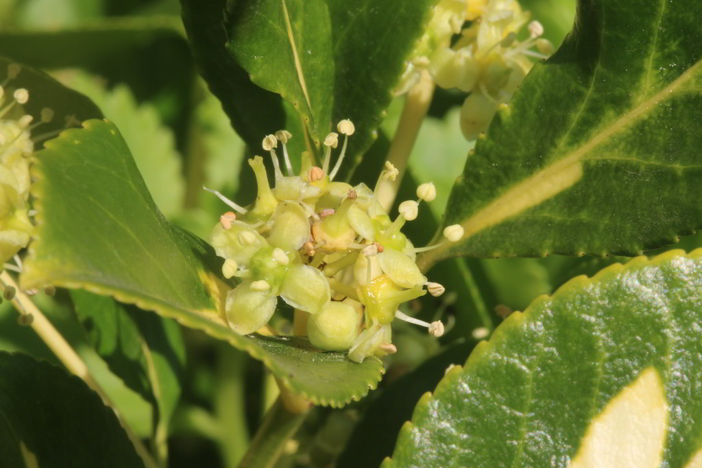 Sedum floriferum / Седум (очиток) цветоносный