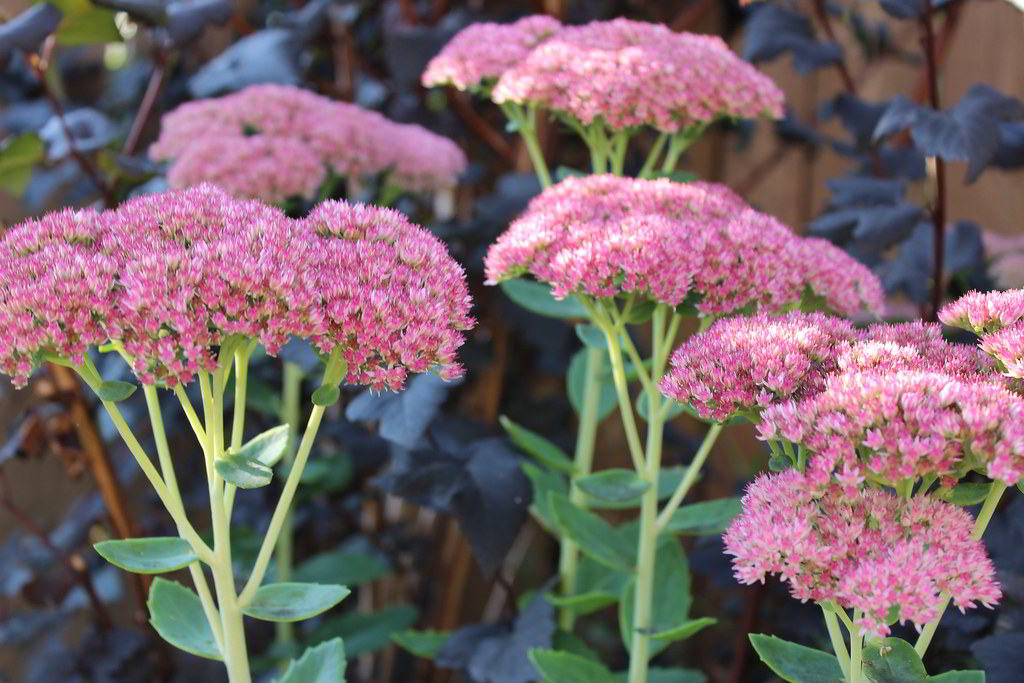 Sedum «Herbstfreude» / Седум гибридный «Herbstfreude»