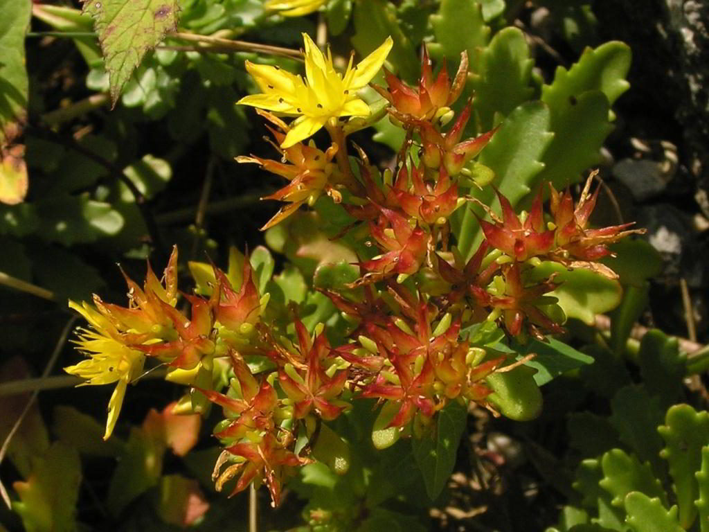 Sedum hybridum «Immergrunchen» / Седум (очиток) гибридный «Immergrunchen»