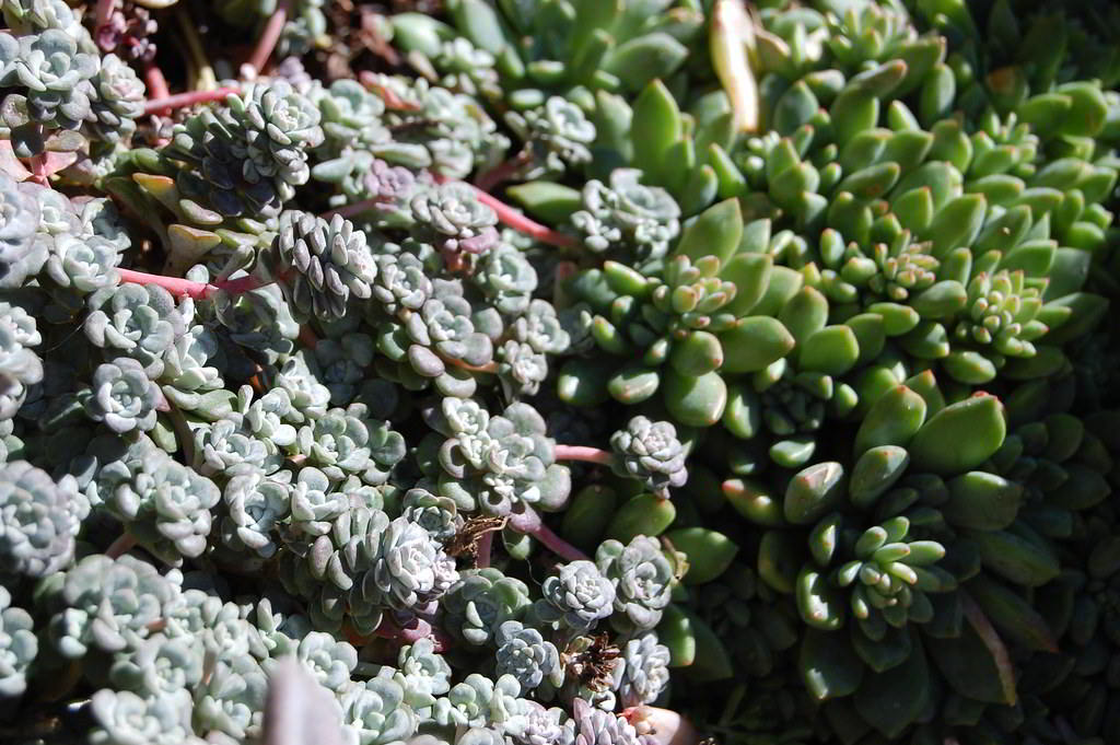 Sedum spathulifolium «Cape Blanco» / Седум (очиток) лопатчатолистный «Cape Blanco»