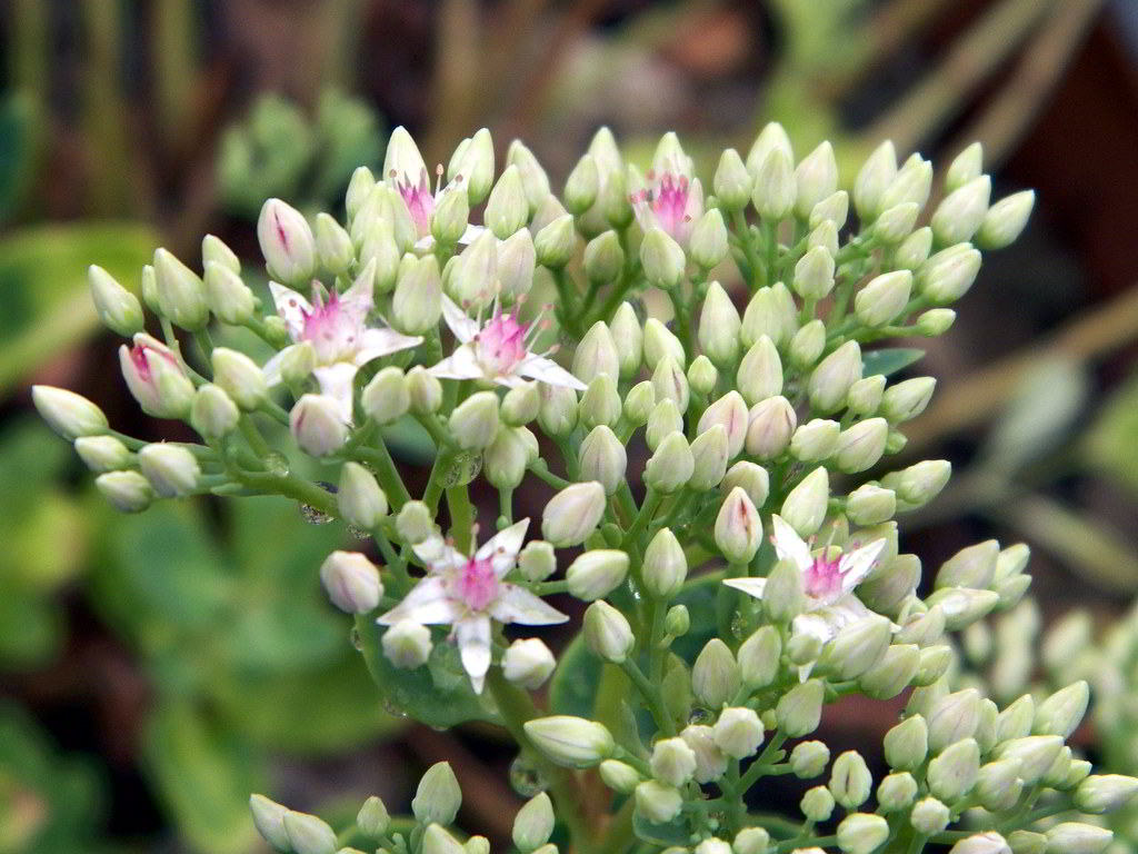 Sedum spectabile / Седум (очиток) видный