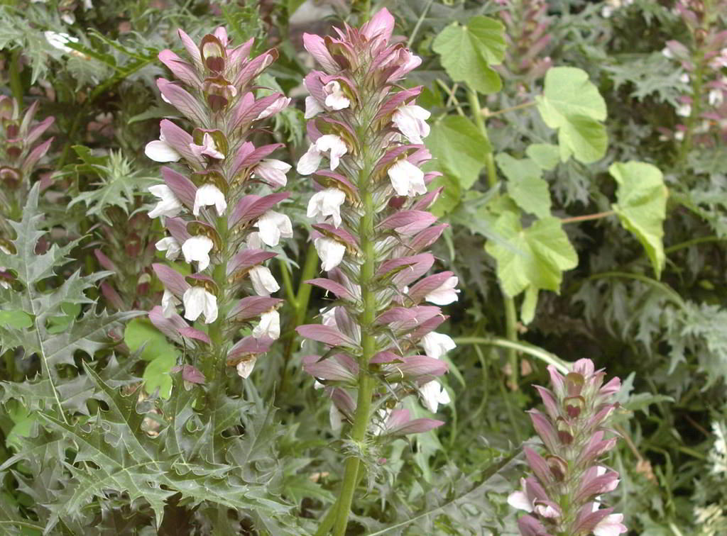 Acanthus spinosus / Акантус колючий