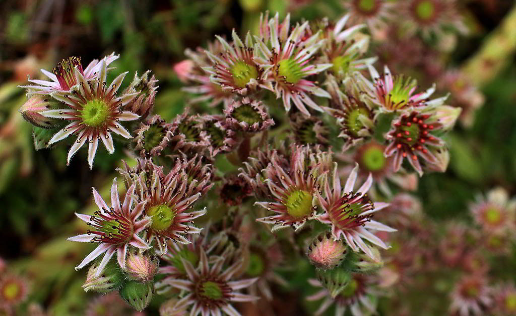 Sempervivum tectorum subsp. tectorum / Молодило кровельное