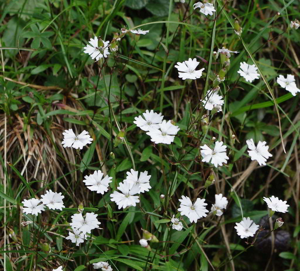 Silene alpestris / Смолёвка приальпийская