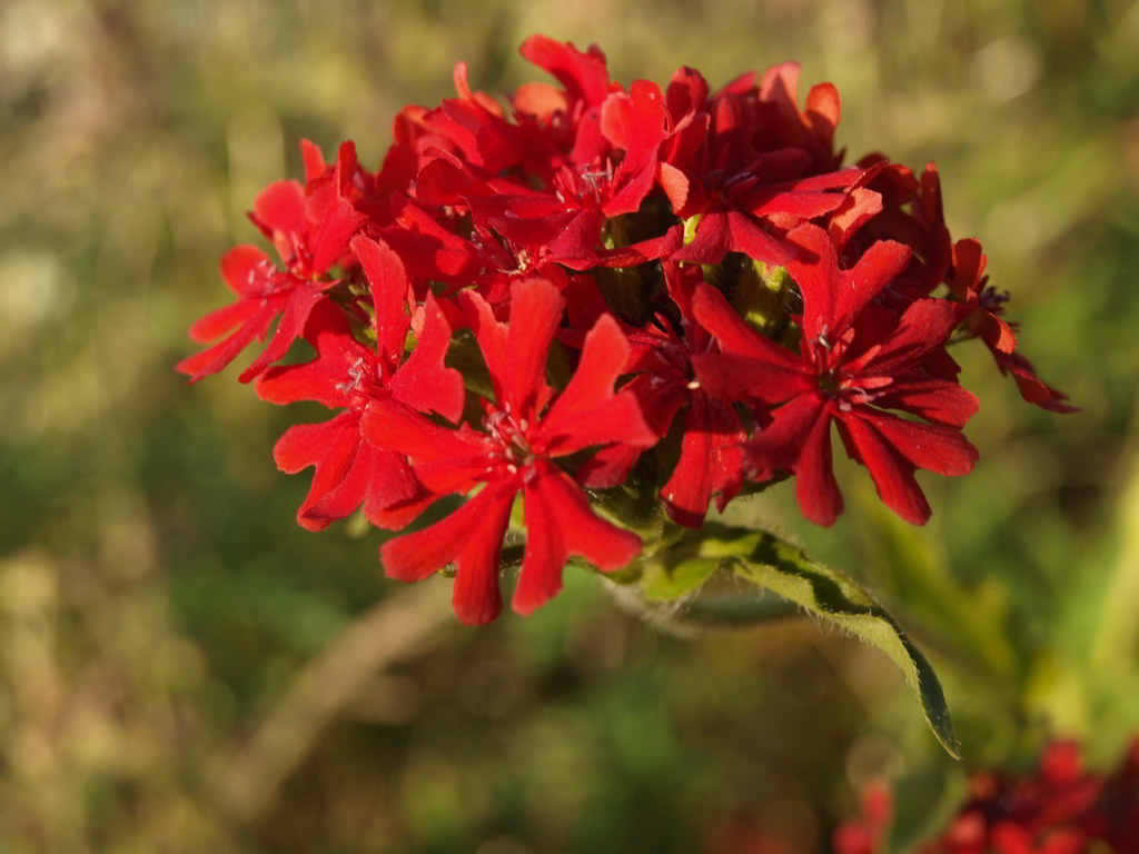 Silene chalcedonica / Лихнис (зорька) халцедонский