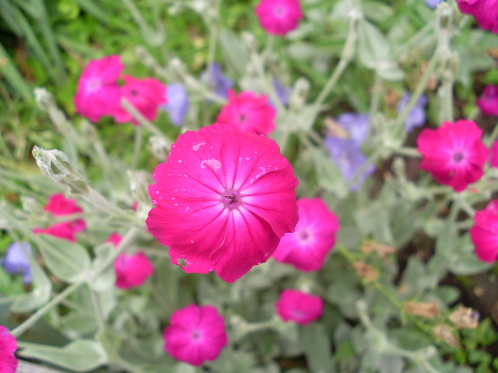 Silene coronaria / Лихнис корончатый