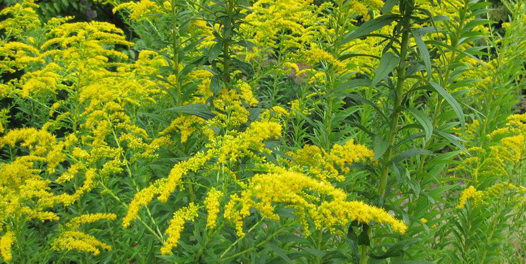 Solidago Cultivars / Золотарник (солидаго) гибридный