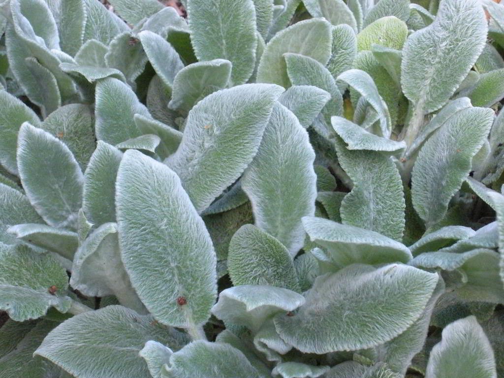 Stachys byzantina «Silver Carpet» / Стахис (чистец) шерстистый «Silver Carpet»