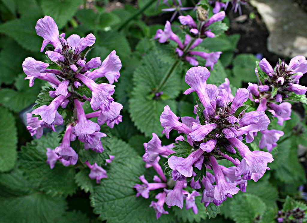 Stachys macrantha «Superba» / Буквица крупноцветковая «Superba»