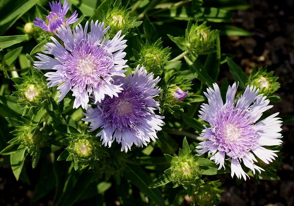 Stokesia laevis / Стокезия гладкая