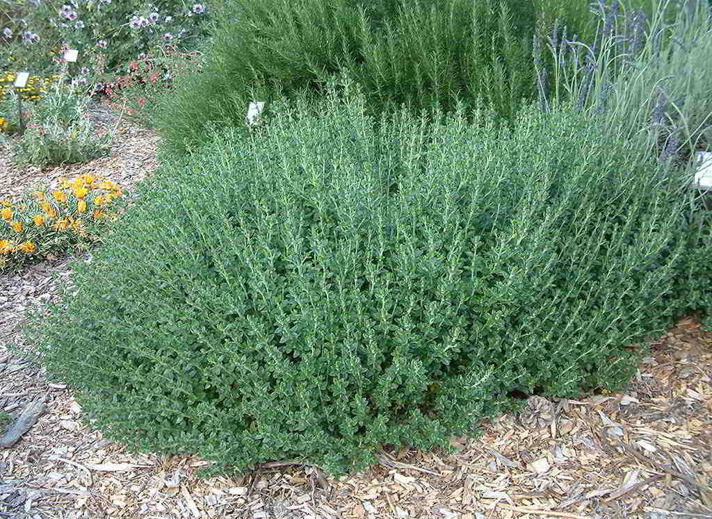 Teucrium x lucidrys / Дубровник гибридный