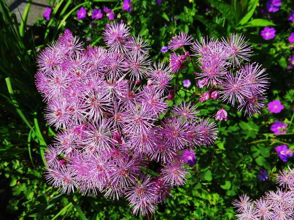 Thalictrum aquilegiifolium / Василистник водосборолистный