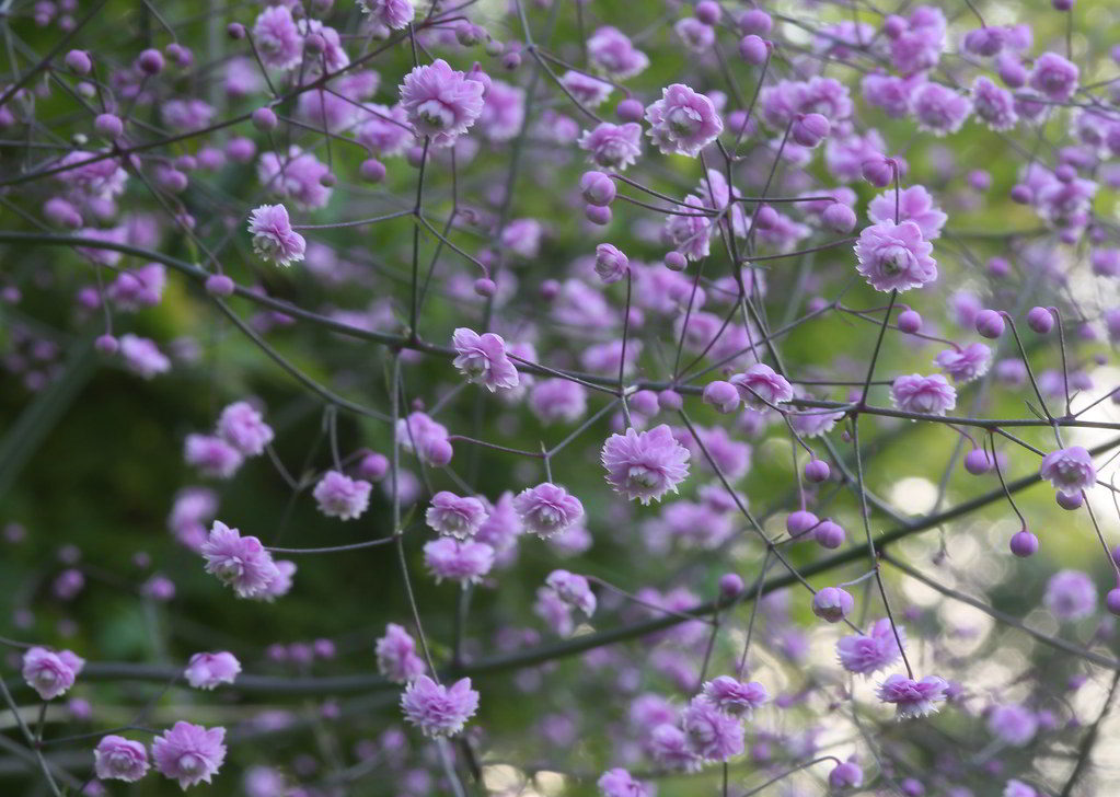 Thalictrum delavayi / Василистник Делавая