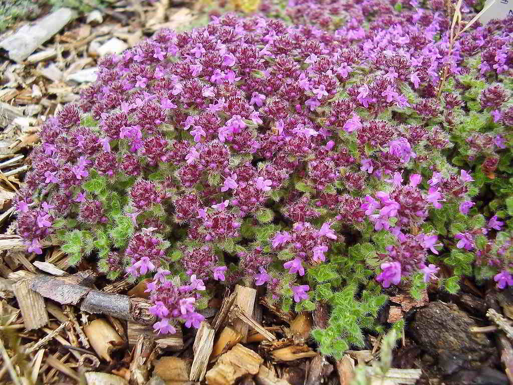 Thymus praecox subsp. praecox / Тимьян (чабрец) ранний