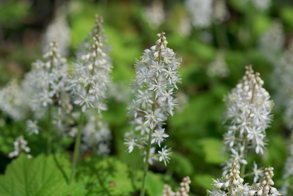 Tiarella cordifolia / Тиарелла (тиарка) сердцелистная