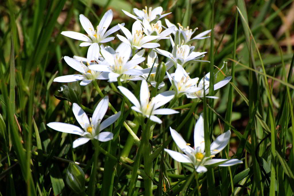 Anthericum liliago / Венечник обыкновенный