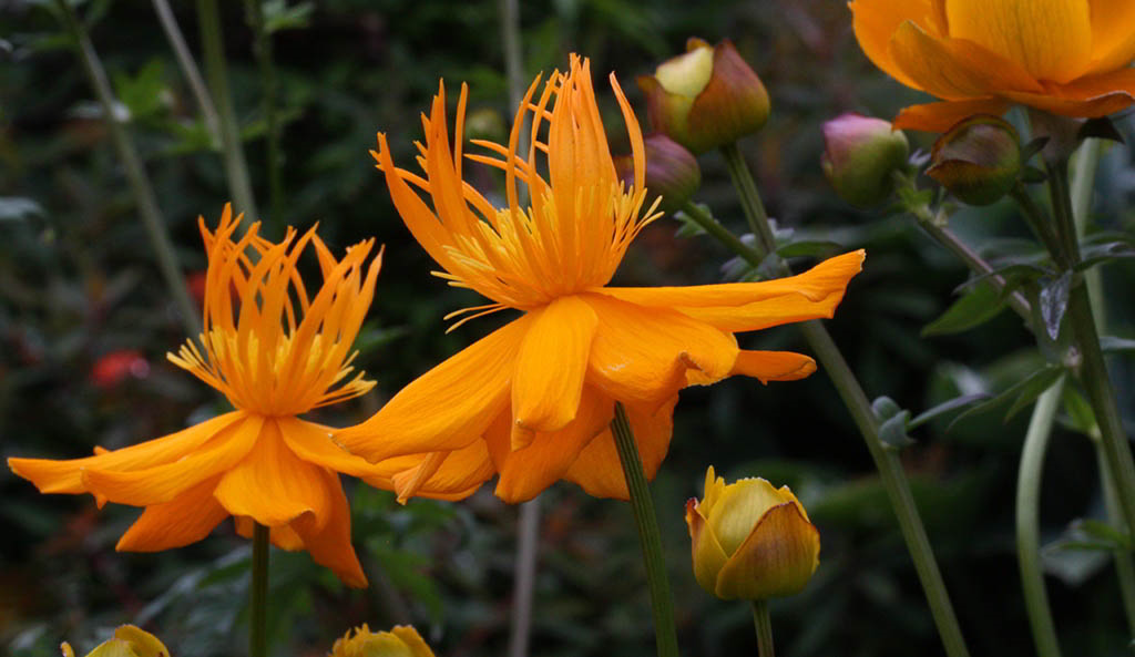 Trollius chinensis «Golden Queen» / Троллиус (купава, купальница) китайский «Golden Queen»