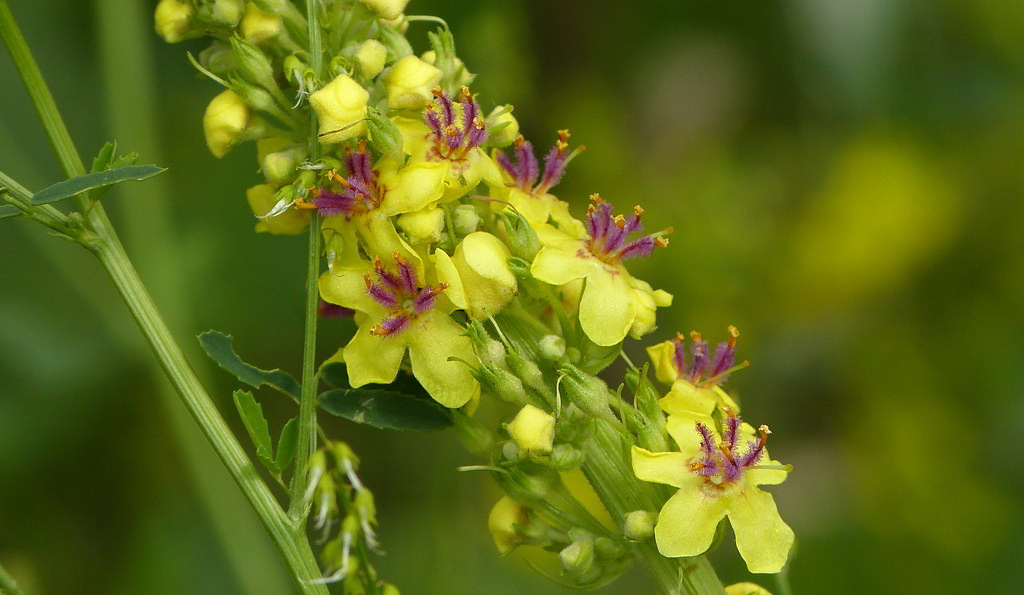 Verbascum nigrum / Вербаскум (коровяк) чёрный