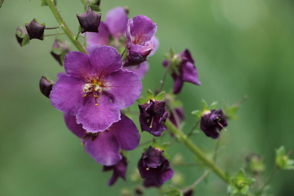 Verbascum phoeniceum / Вербаскум (коровяк) фиолетовый