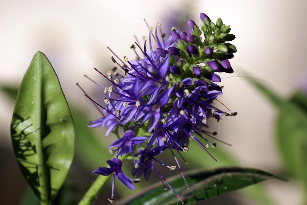 Veronica austriaca subsp. austriaca «Royal Blue» / Вероника австрийская «Royal Blue»