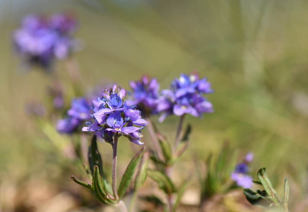 Veronica prostrata / Вероника распростёртая