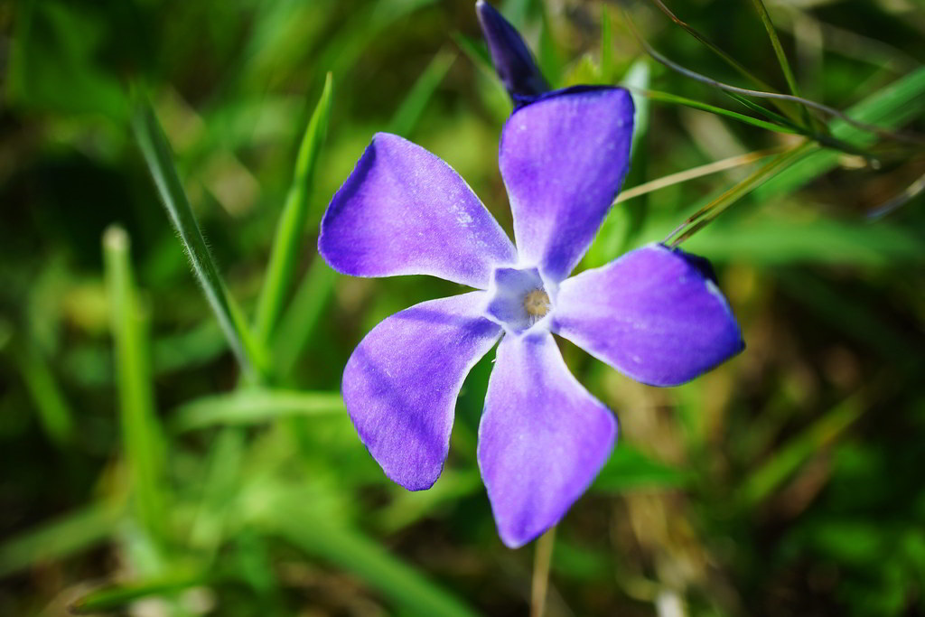 Vinca major / Барвинок большой