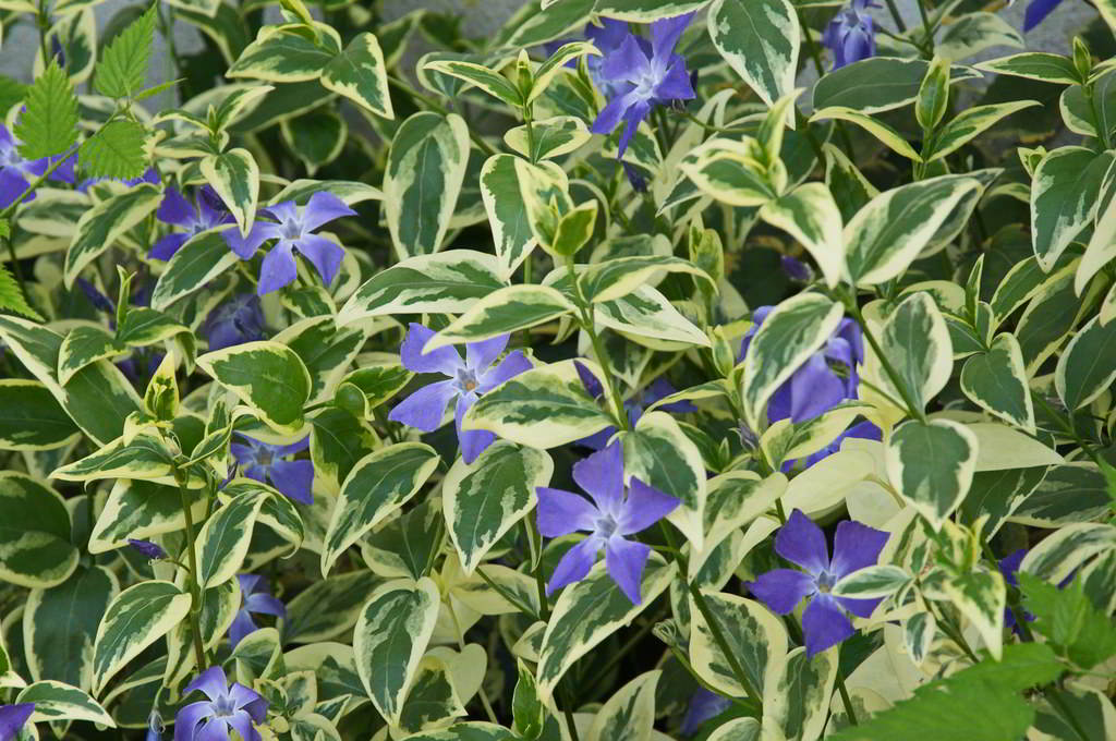 Vinca major «Variegata» / Барвинок большой «Variegata»