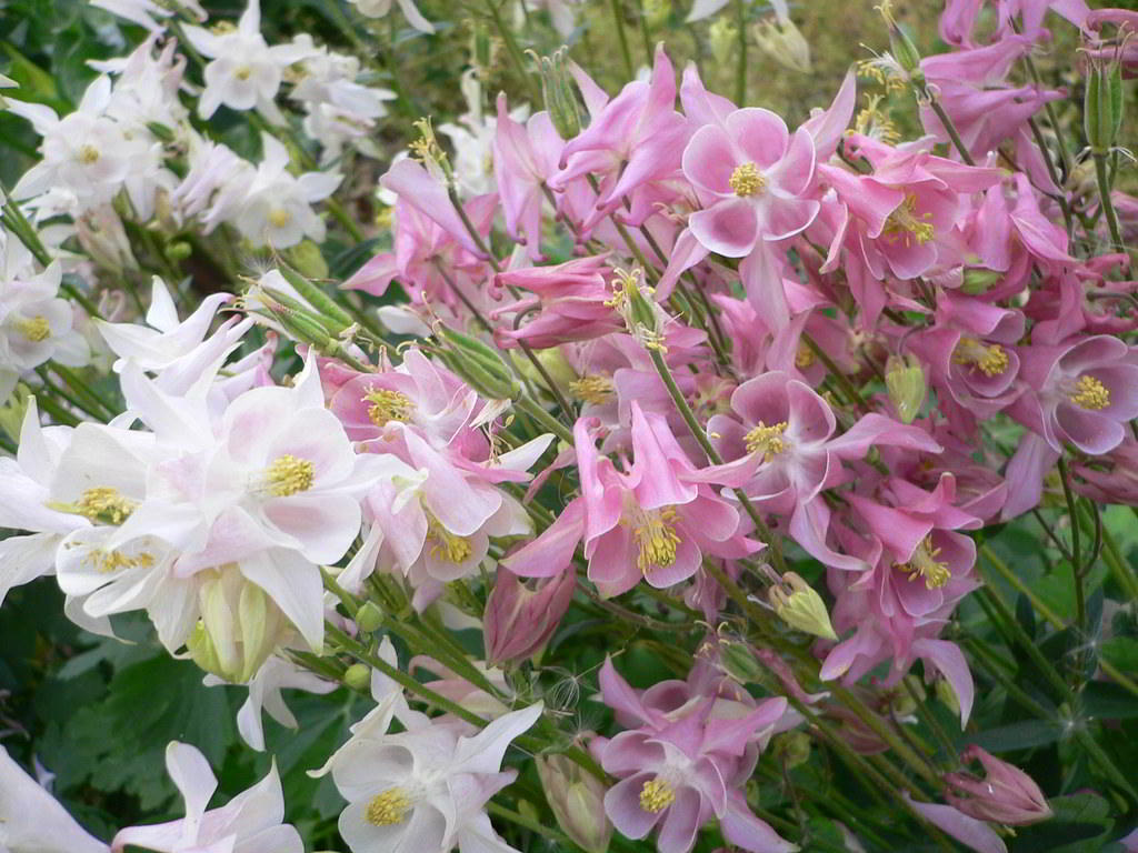 Aquilegia caerulea Cultivars / Аквилегия (водосбор) гибридная