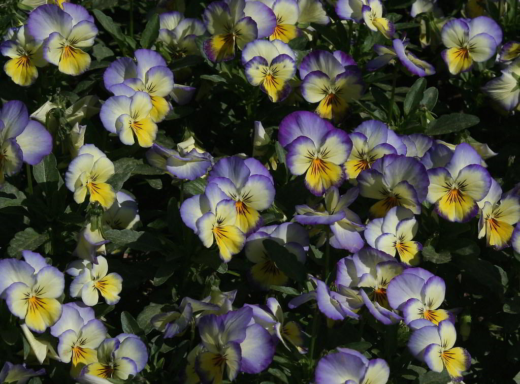 Viola cornuta / Фиалка рогатая