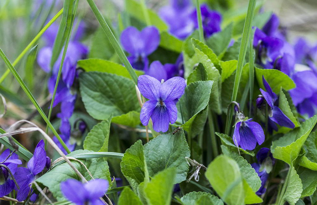 Viola odorata / Фиалка душистая