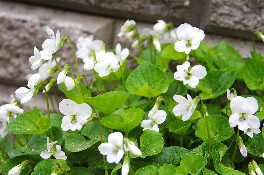 Viola sororia «Albiflora» / Фиалка сестринская «Albiflora»