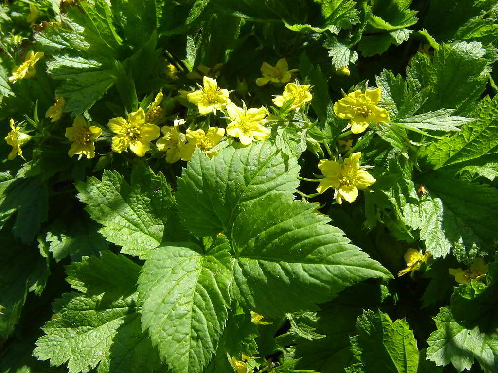 Waldsteinia geoides / Вальдштейния гравилатолистная