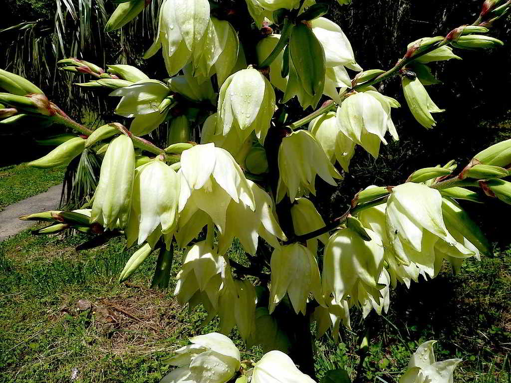 Yucca filamentosa / Юкка нитчатая