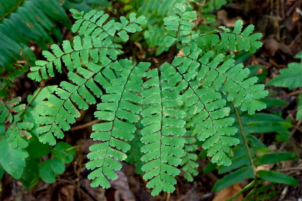 Adiantum pedatum var. pedatum / Адиантум стоповидный