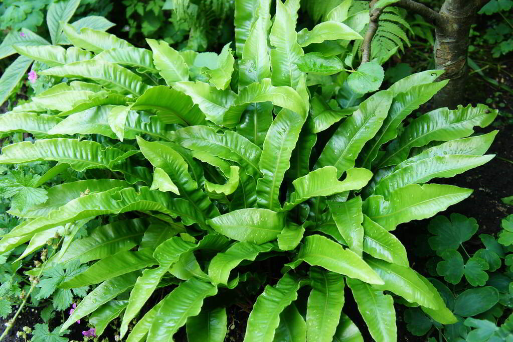 Asplenium scolopendrium / Асплениум (костенец,  листовик) сколопендровый