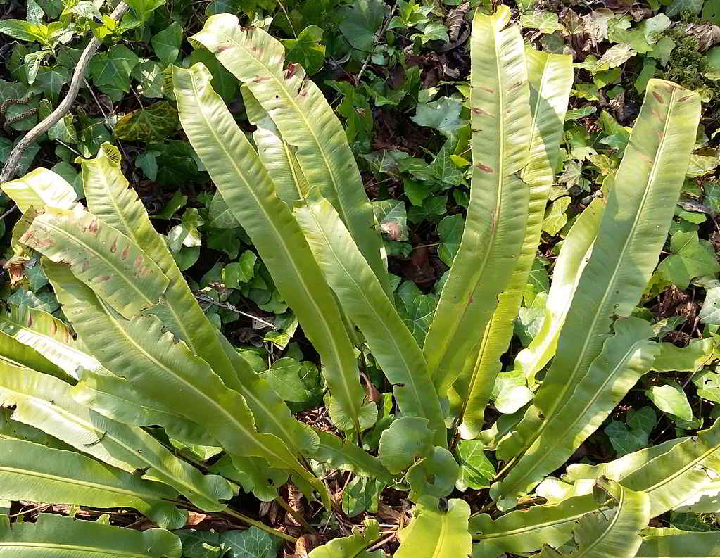 Asplenium scolopendrium «Crispum» / Асплениум (костенец, листовик) сколопендровый «Crispum»